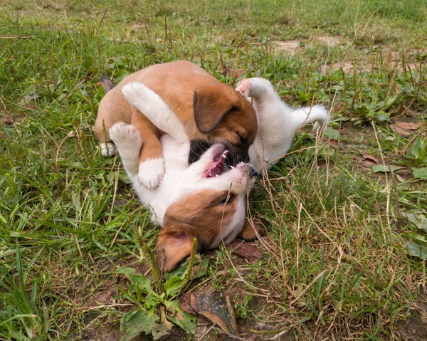 Dos Lindos Cachorros Juguetones Jugando Morderse Entre Hierba — Foto de Stock