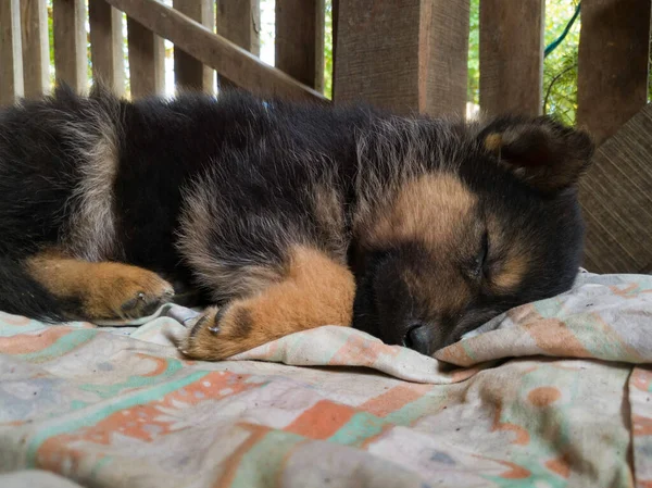 Filhote Cachorro Bonito Preto Bege Dorme Cobertor Sujo Varanda Campo — Fotografia de Stock