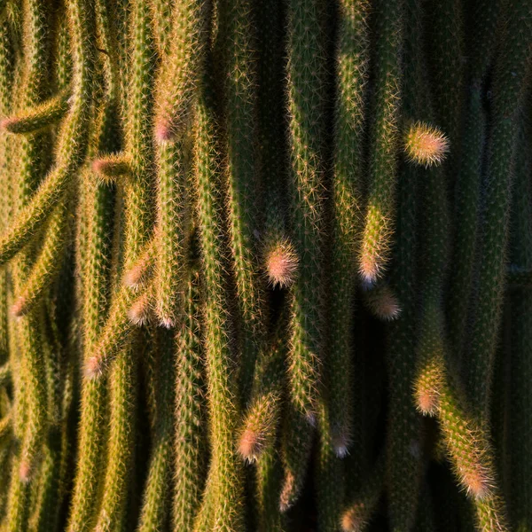 Abstraktní Zblízka Okrasné Rostlinné Kaktusy Bodavými Kočičkami Slunci — Stock fotografie