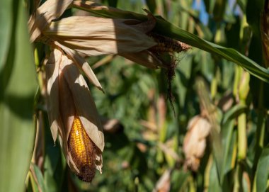 Mısır tarlasında mısır gevreği, mısır tarlasında mısır tarlasında mısır tarlasında mısır tarlasında mısır tarlasında, ipek tarlasında mısır.