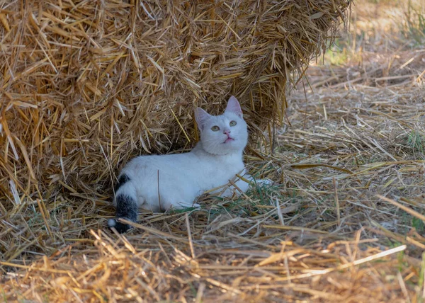 一只懒洋洋的白猫躺在稻草的树阴下 望着田野里的蝴蝶 乡村的家养宠物 — 图库照片