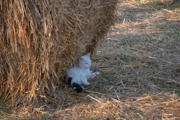 Gato Blanco Perezoso Tendido Sombra Paca Paja Campo Agrícola Mascota —  Fotos de Stock