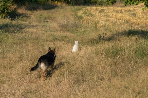 Gato Está Sentado Campo Perro Está Caminando Hacia Ella Por — Foto de Stock