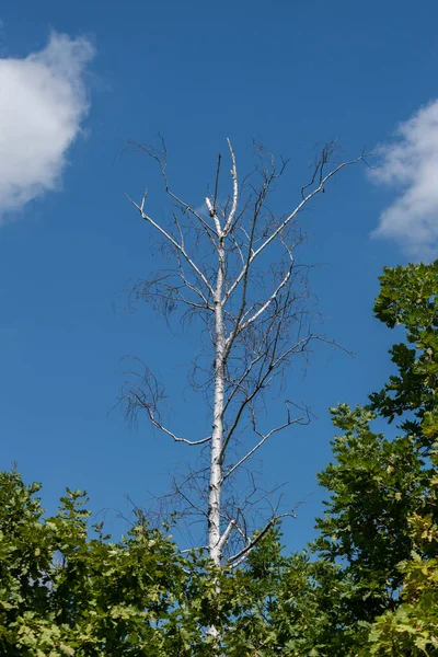 Dode Boom Zeurpiet Droge Berkenboom Tegen Blauwe Lucht — Stockfoto