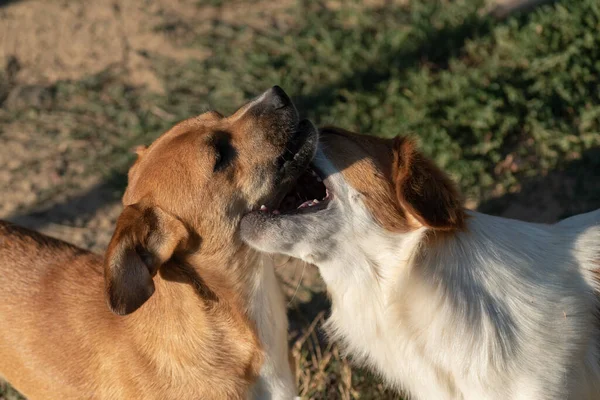 两只玩世不恭的狗互相取笑 家养动物的友谊 图库图片