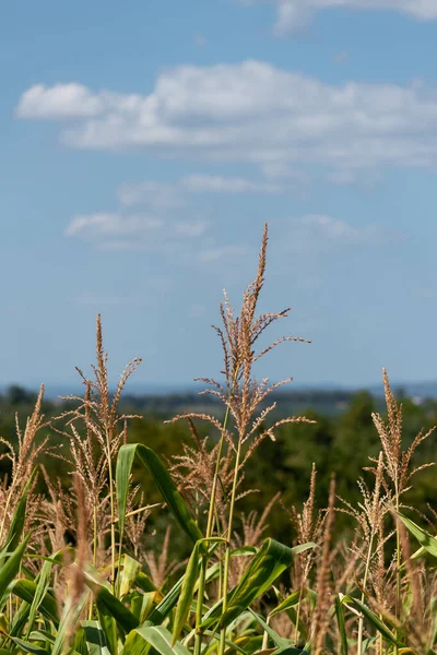 Veel Kleine Mannelijke Bloemen Vormen Mannelijke Bloeiwijze Genaamd Kwastje Maïs — Stockfoto