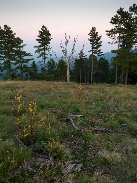 Ein Toter Kahler Baum Gegen Einen Nadelwald Auf Einem Berg — Stockfoto