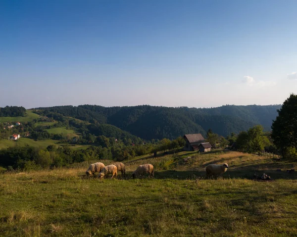 Ένα Κοπάδι Πρόβατα Βόσκουν Ένα Ορεινό Βοσκοτόπι Στο Όρος Όζρεν — Φωτογραφία Αρχείου