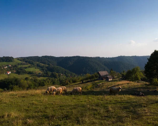 Gregge Pecore Pascolo Pascolo Montagna Sul Monte Ozren — Foto Stock