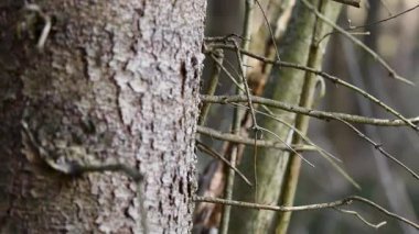 Küçük yapraksız dalları olan ağaç yaklaş, sağa dön.