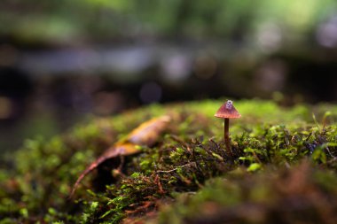 Kapağında böcek olan küçük mantarlar yosunlardan büyür. Sonbaharda ormanın ayrıntıları.