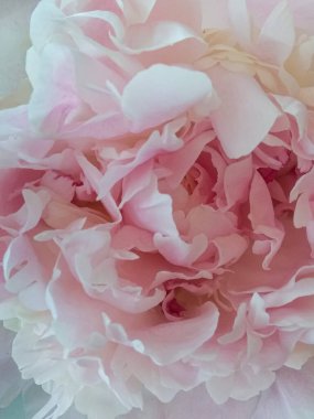 Şakayık çiçeği. Seçici odaklanma. Görüntü. Yakın plan açık pembe çiçek.