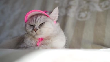 İskoç türünün güzel gri kedisi. Pembe örgü atkı ve şapka takmış kedi yavrusu..