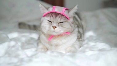 İskoç türünün güzel gri kedisi. Pembe örgü atkı ve şapka takmış kedi yavrusu..