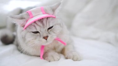 İskoç türünün güzel gri kedisi. Pembe örgü atkı ve şapka takmış kedi yavrusu..