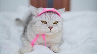 İskoç türünün güzel gri kedisi. Pembe örgü atkı ve şapka takmış kedi yavrusu..