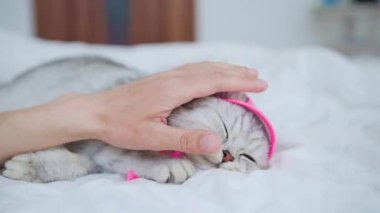 İskoç kedi yavrusu bir kızın ellerinde. Komik gri kedi..