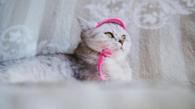 İskoç türünün güzel gri kedisi. Pembe örgü atkı ve şapka takmış kedi yavrusu..