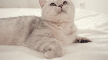 Güzel komik gri kedi. Uzanarak.