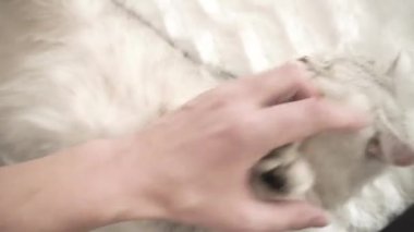 Komik gri kedi topla oynuyor..