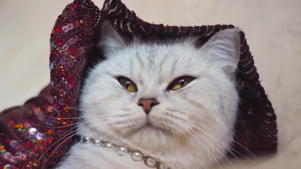 Όμορφο Πορτραίτο Σκωτσέζας Γάτας — Αρχείο Βίντεο