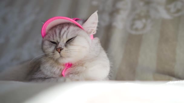 Schöne Graue Katze Der Schottischen Rasse Kitten Einem Rosa Gestrickten — Stockvideo