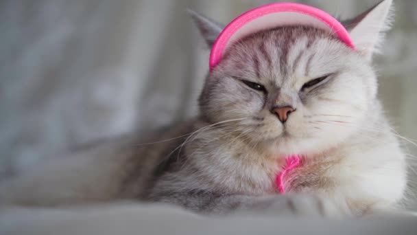 Котенок Одет Розовый Вязаный Шарф Шляпу — стоковое видео