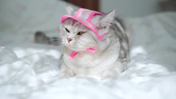 Hermoso Gato Gris Raza Escocesa Gatito Vestido Con Una Bufanda — Vídeos de Stock