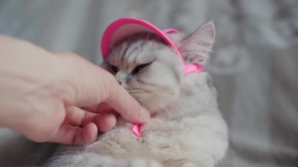 Szkocki Kotek Rękach Dziewczyny Śmieszny Siwy Kot — Wideo stockowe