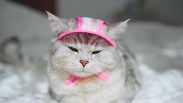 Piękny Szary Kot Rasy Szkockiej Kotek Ubrany Różowy Dzianinowy Szalik — Wideo stockowe