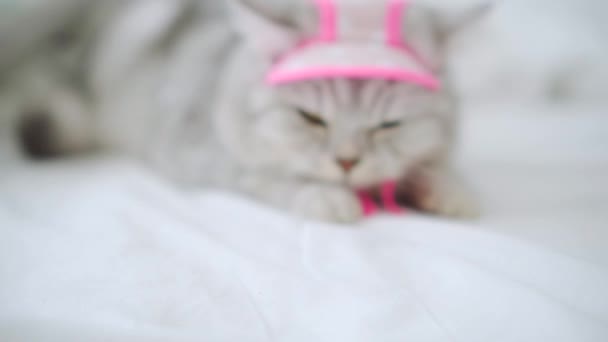 スコットランドの繁殖の美しい灰色の猫 ピンクのニットのスカーフと帽子を身に着けている子猫 — ストック動画