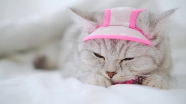 Hermoso Gato Gris Raza Escocesa Gatito Vestido Con Una Bufanda — Vídeo de stock
