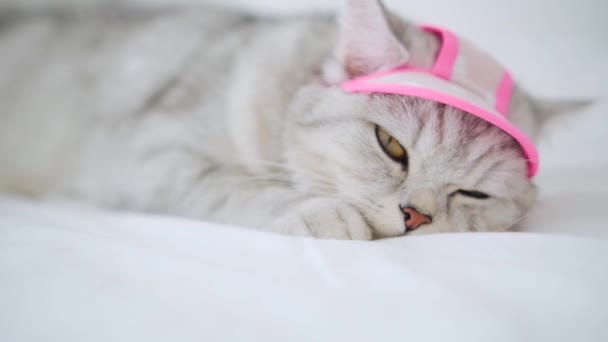 Hermoso Gato Gris Raza Escocesa Gatito Vestido Con Una Bufanda — Vídeos de Stock