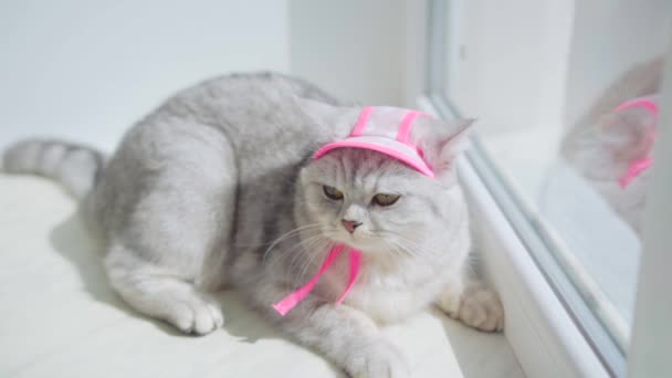 スコットランドの繁殖の美しい灰色の猫 ピンクのニットのスカーフと帽子を身に着けている子猫 — ストック動画