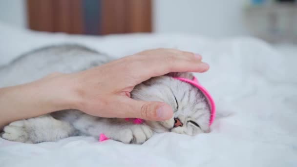 Szkocki Kotek Rękach Dziewczyny Śmieszny Siwy Kot — Wideo stockowe