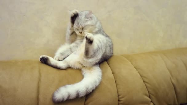 Güzel Komik Gri Kedi Uzanarak — Stok video