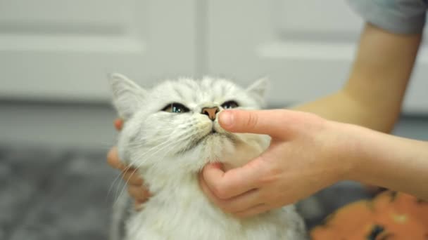 Шотландське Кошеня Руках Дівчини Дивний Сірий Кіт — стокове відео