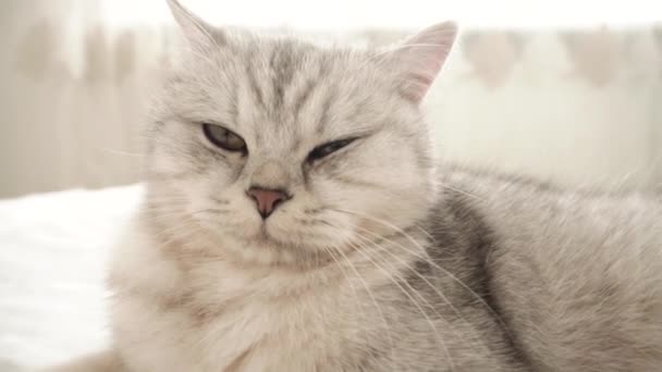 Gyönyörű Vicces Szürke Macska Fekvő Pihenés — Stock videók