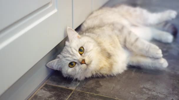 美しい面白い灰色の猫 休息中 — ストック動画