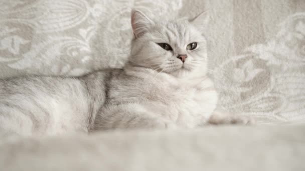 Красивый Портрет Шотландской Кошки — стоковое видео