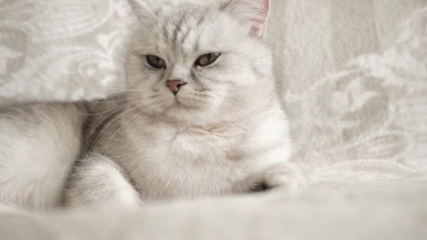 Hermoso Retrato Gato Escocés — Vídeos de Stock