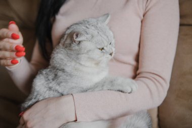 Kız kollarında bir kedi yavrusu tutuyor. Bir kızın kollarında kedi yavrusu. Kız küçük bir kedi yavrusuna sarılıyor..