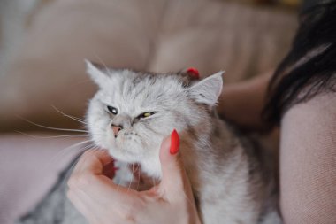 Bir kızın elinde İskoç kedisi. Komik gri kedi..