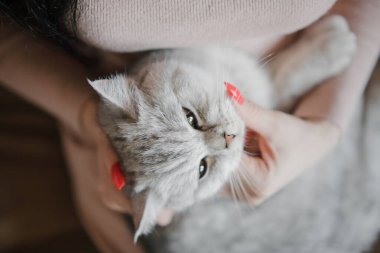 İskoç kedi yavrusu bir kızın ellerinde. Komik gri kedi..