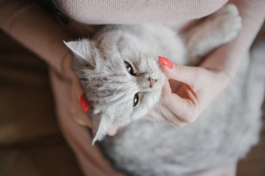 İskoç kedi yavrusu bir kızın ellerinde. Komik gri kedi..