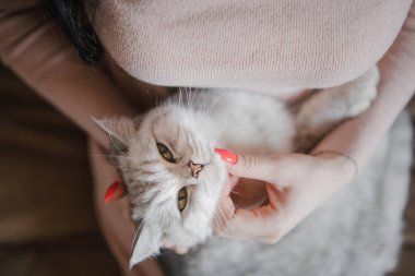 İskoç kedi yavrusu bir kızın ellerinde. Komik gri kedi..