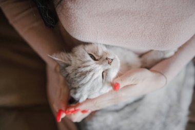 İskoç kedi yavrusu bir kızın ellerinde. Komik gri kedi..