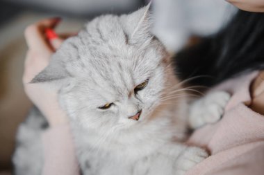 İskoç kedi yavrusu bir kızın ellerinde. Komik gri kedi..