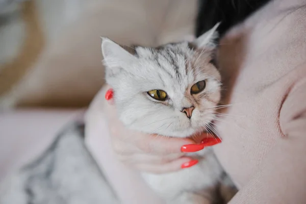 Das Mädchen Hält Ein Kätzchen Auf Dem Arm Kätzchen Den — Stockfoto