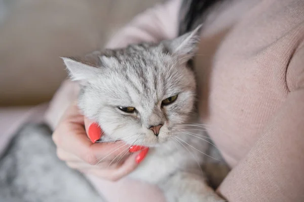 Das Mädchen Hält Ein Kätzchen Auf Dem Arm Kätzchen Den — Stockfoto